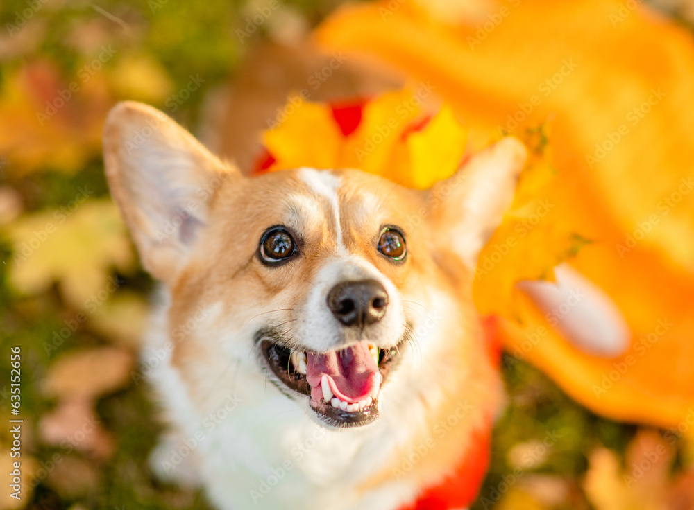 Happy Corgi puppy sitts at autumn park and looks up at camera Happy Corgi puppy sitts at autumn park and looks up at camera