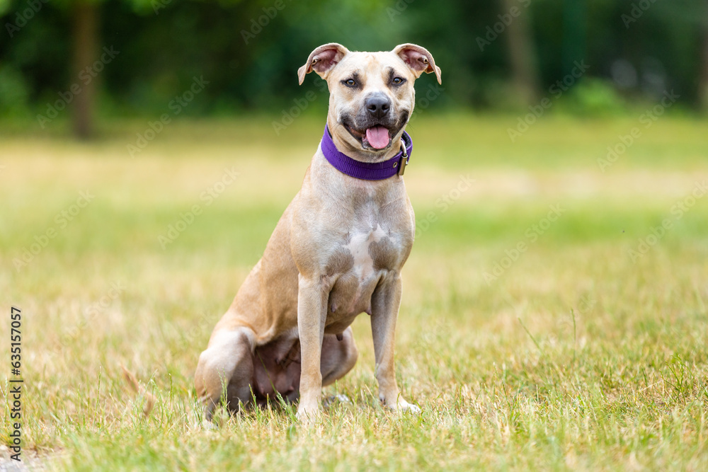 portrait of a pitbull puppy outside, animal concept