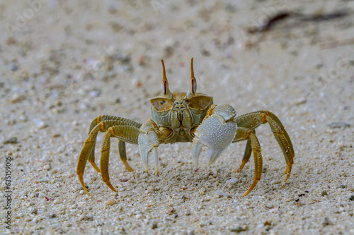 Horned Ghost Crab on the beach at Denis Island, Seychelles