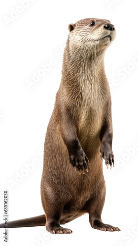 a river otter (Lontra canadensis), standing, 3/4 view in a Nature-themed, photorealistic illustration in a PNG, cutout, and isolated. generative AI