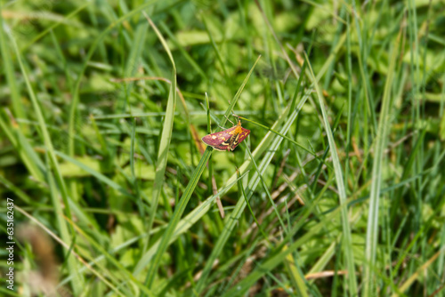 Common Purple and Gold (Pyrausta purpuralis) moth sitting on a grass blade in Zurich, Switzerland