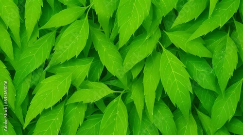 green neem leaves background. copy space