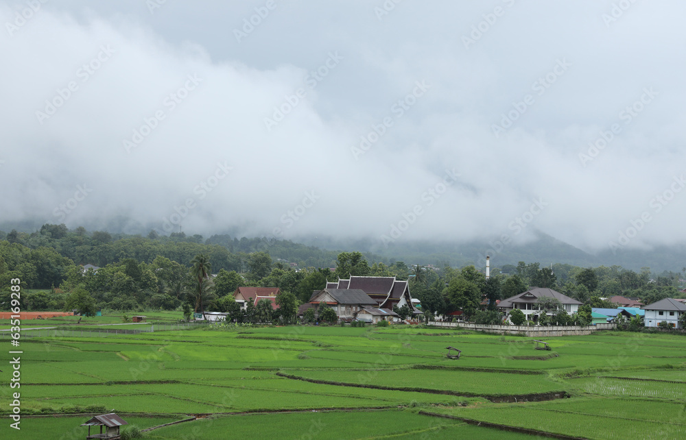 Green rice fields with fog over the hills background in the morning in Nan province,Thailand. Green rice fields with fog over the hills background in the morning in Nan province,Thailand.