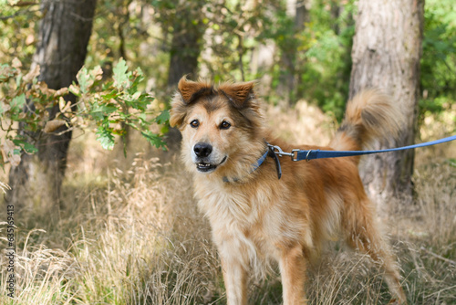 fluffy mixed brown dog on a walk in the forest