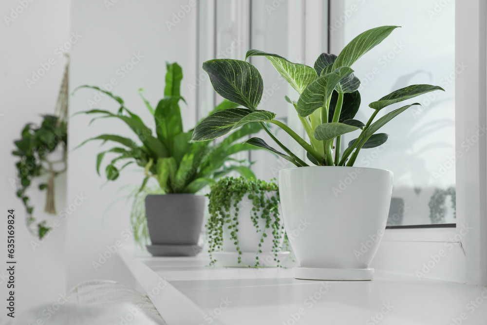 Fototapeta premium Many beautiful potted houseplants growing on windowsill indoors