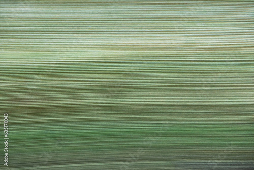 Photography Green corrugated texture of palm bark.
