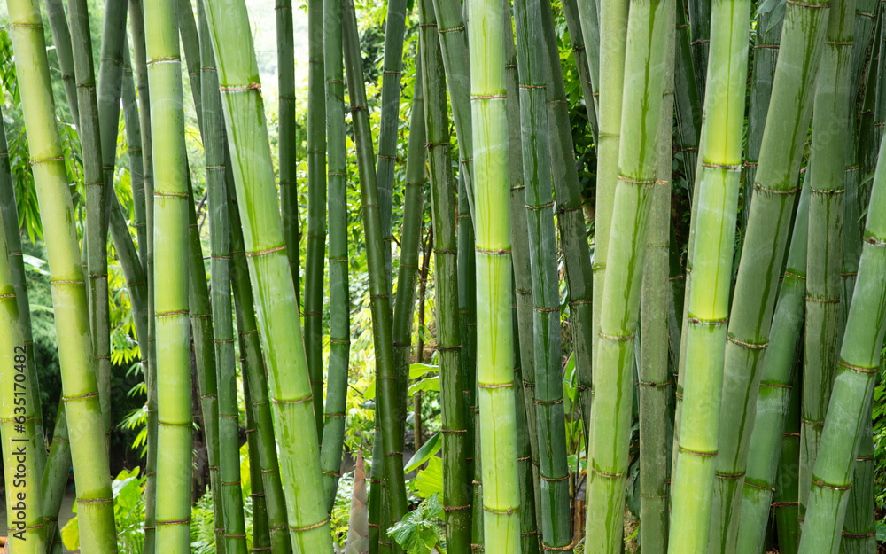 Green bamboo tree background. Bamboo tree trunk. Green bamboo tree background. Bamboo tree trunk.