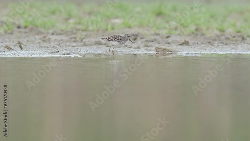 Looking for food in the wetlands, the wood sandpiper (Tringa glareola) photo