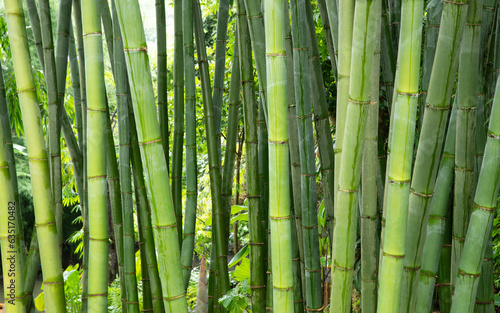 Green bamboo tree background. Bamboo tree trunk.