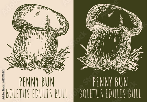 Vector drawing PENNY BUN. Hand drawn illustration. The Latin name is BOLETUS EDULIS BULL.