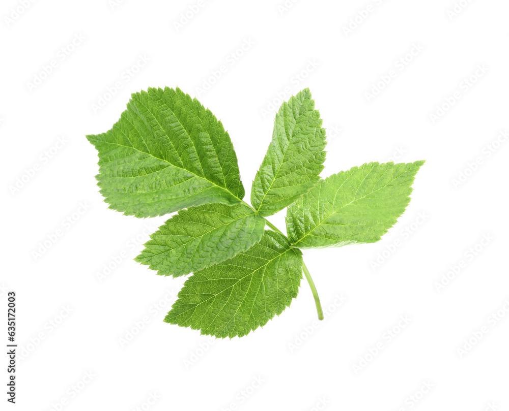 Stem with green raspberry leaves isolated on white Stem with green raspberry leaves isolated on white