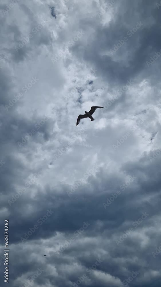 Seagull in flight over cloudy sky background Seagull in flight over cloudy sky background