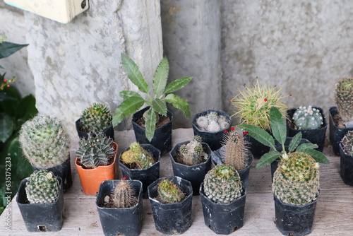 Collection of cactus and succulent plants in different black pots placed on wooden background.