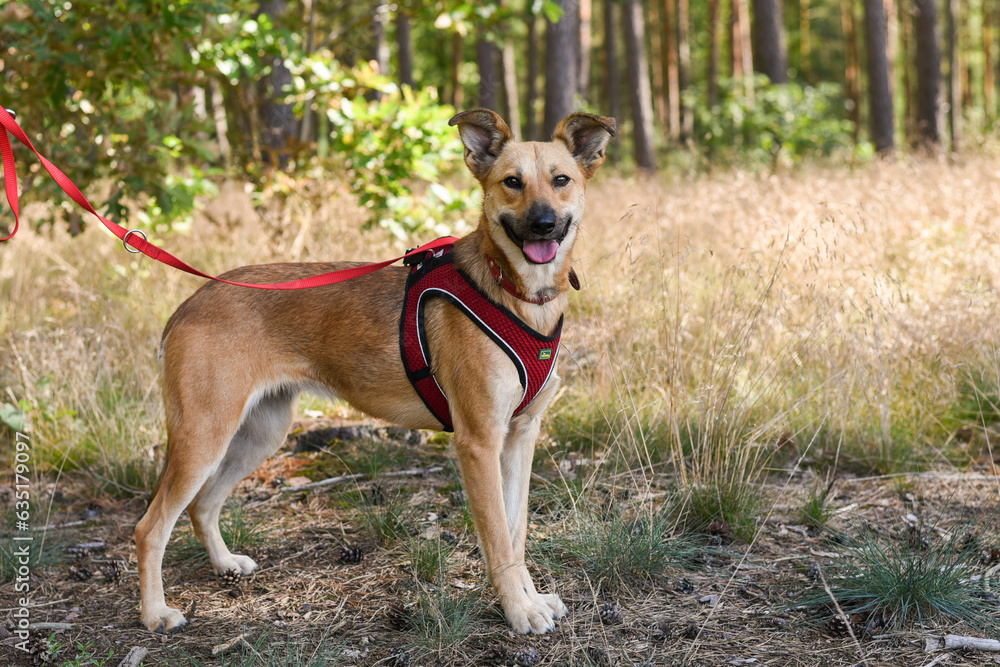 brown dog on a walk in the forest on a sunny day brown dog on a walk in the forest on a sunny day