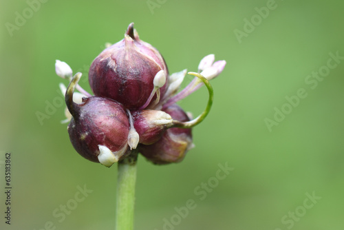 Multi-tiered onion (Allium proliferum) with little ones air bulbs. Close up photo. photo