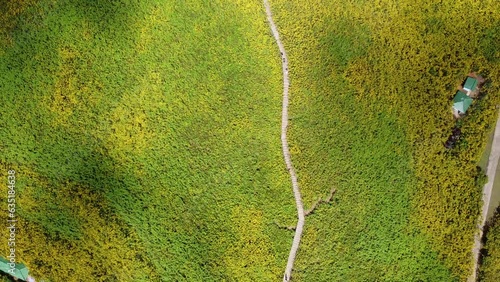 aerial view mountain road with yellow flowers