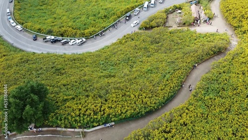 Mountain aerial view full of yellow flowers.