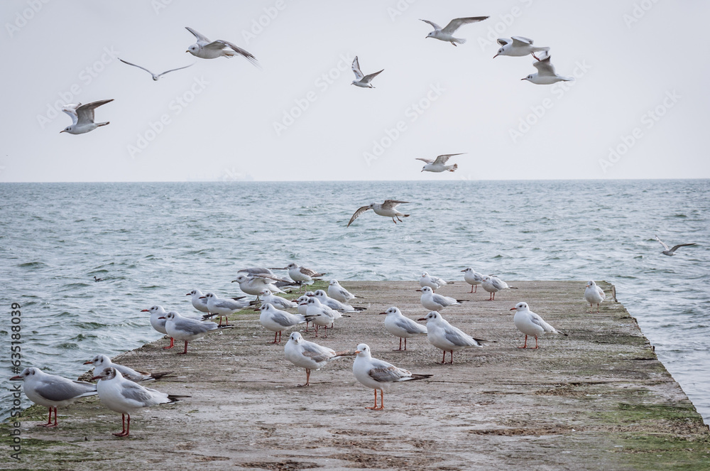Fototapeta premium Seagulls living on the seashore.