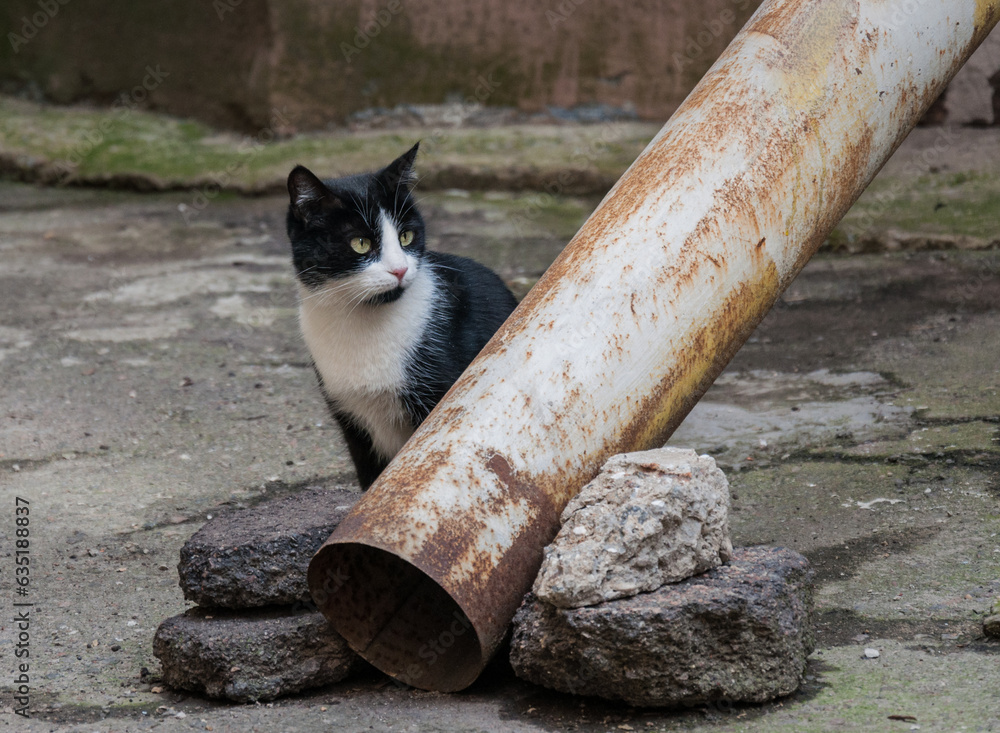 Cats are an integral part of normal life in Odessa. They can be found ...