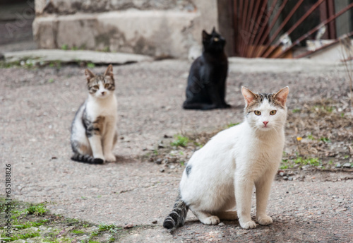 Cats are an integral part of normal life in Odessa. They can be found everywhere. Red, black, with different color eyes. They are incredible.