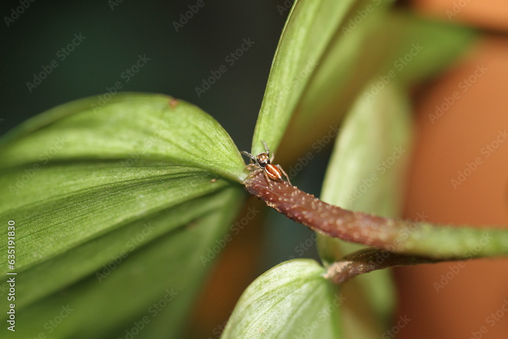 araignée sauteuse sur une plante verte curieuse heliophanus cupreus araignée sauteuse sur une plante verte curieuse heliophanus cupreus