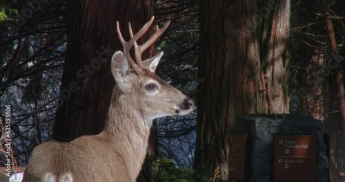 Mule Deer buck in winter below Yosemite Falls