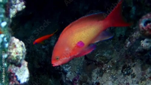 Underwater video of Lyretail Anthias - (Pseudanthias squamipinnis)