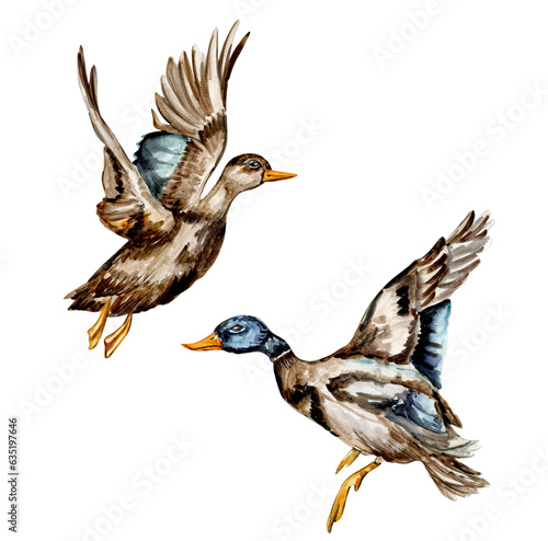 Watercolor hand drawn duck bird . Watercolor illustration of wild animal. Perfect for wedding invitation, greetings card, posters.