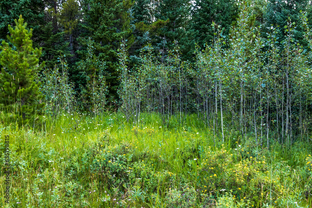 Wildflowers meadow in Colorado near Echo Lake Park Wildflowers meadow in Colorado near Echo Lake Park