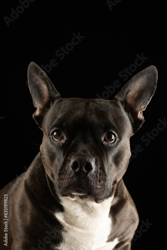 Fototapeta Naklejka Na Ścianę i Meble -  proud pitbull american bully dog