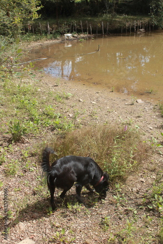 Le chien noir