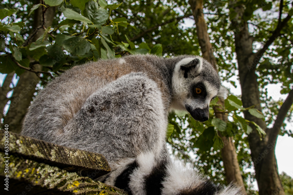 Obraz premium Maki catta