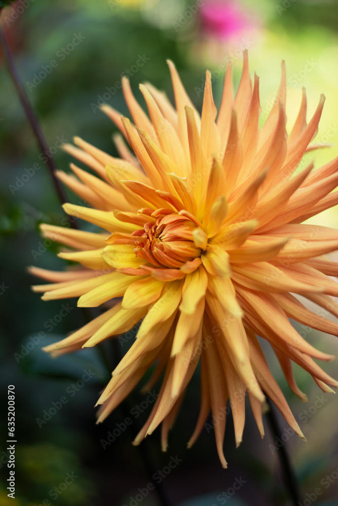 beautiful colorful dahlia flowers in the garden beautiful colorful dahlia flowers in the garden