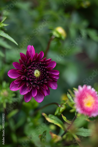 beautiful colorful dahlia flowers in the garden