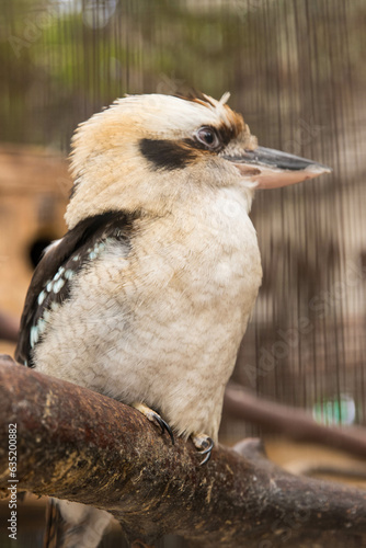 Martin chasseur géant