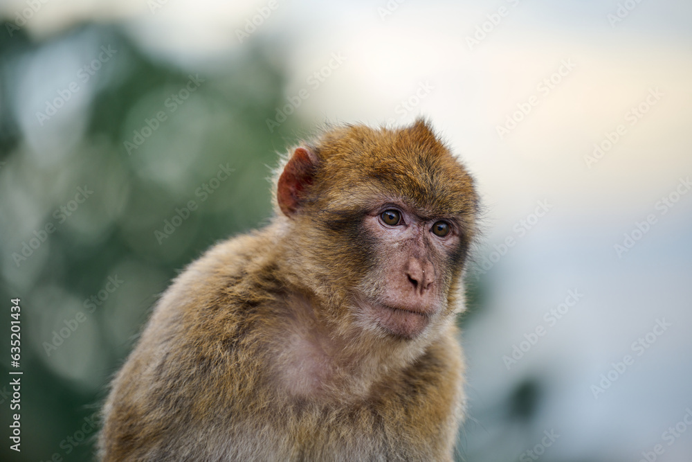 Obraz premium portrait of a macaque monkey at Gibraltar
