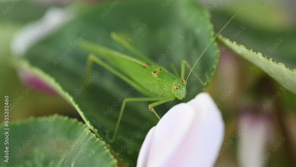 Katydid rests on cyclamen leaf. Katydid rests on cyclamen leaf.