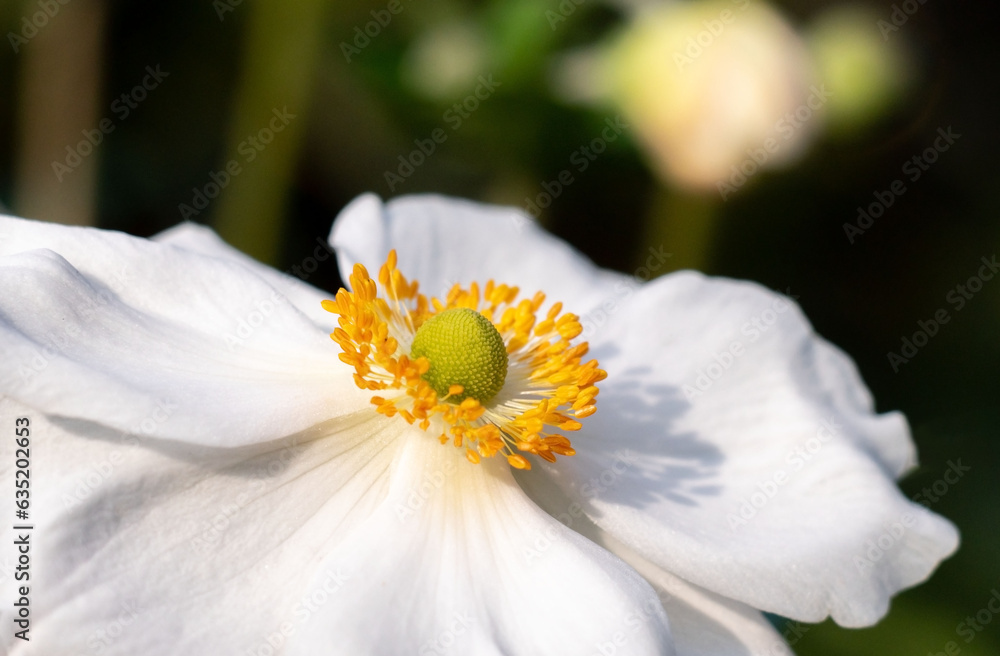 Obraz premium Anemone flower macro. White Japanese anemone close-up in the rays of the sunset on a dark green background