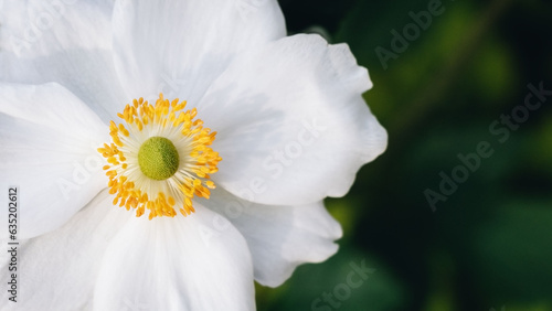 Anemone flower macro. Copy space. White japanese anemone close up on dark green background