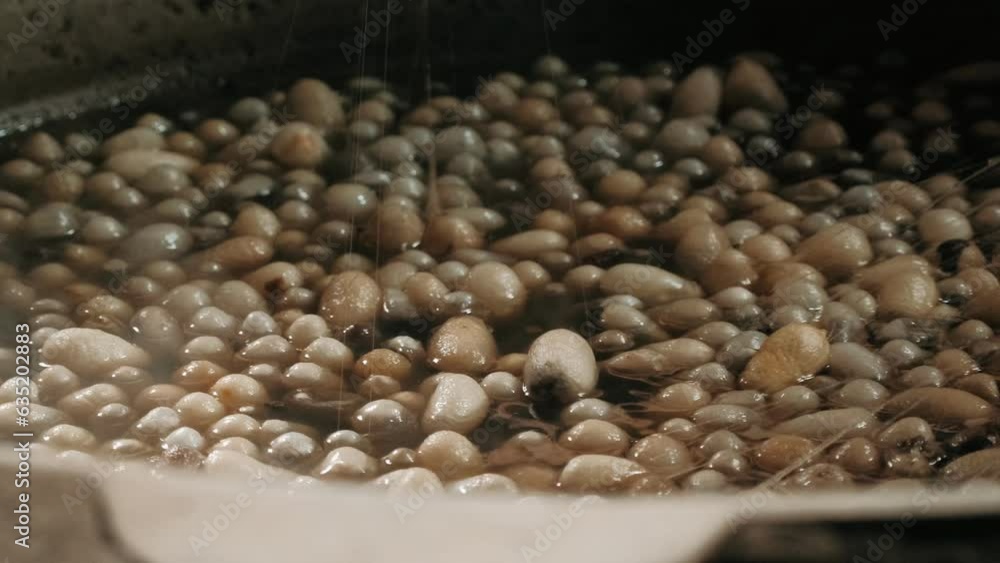 Boiling silkworm cocoons by boiler to make silk thread. Traditional silk production. Silk worms being separated from cocoons in silk factory Boiling silkworm cocoons by boiler to make silk thread. Traditional silk production. Silk worms being separated from cocoons in silk factory