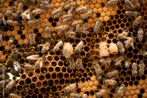 Captivating Bee Royalty: Queen Bees Enthrall on Honeycomb Cells