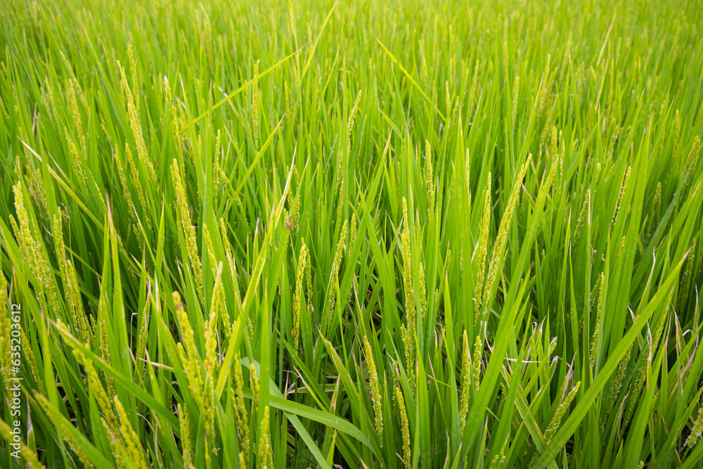 Paddy rice field in countryside Paddy rice field in countryside