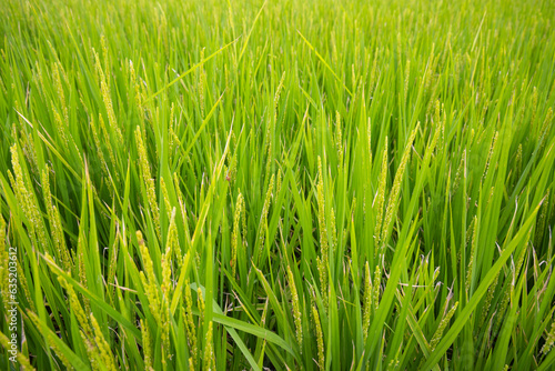 Paddy rice field in countryside