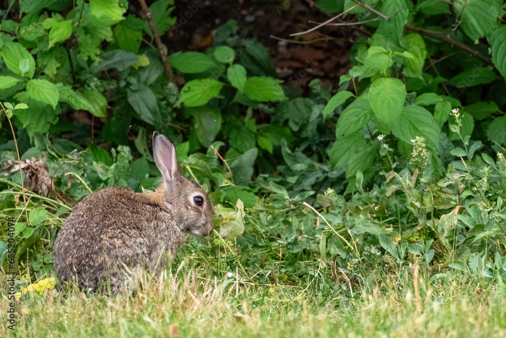 Fototapeta premium Wild European rabbit (Oryctolagus cuniculus) in the grass during summer. Wild rabbit in nature.