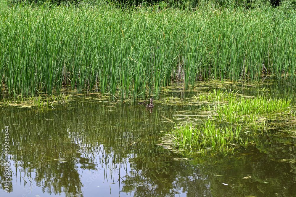 Mallard ducks with hatched ducklings in reeds, breeding season in wild ducks in spring Mallard ducks with hatched ducklings in reeds, breeding season in wild ducks in spring