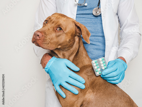 Cute dog and veterinarian. Close-up, white isolated background. Studio photo. Concept of care, education, training and raising of animals