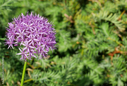 Flower over blurred natural background