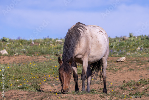 Wild Horse in Summer in the Pryor Mountains Wild Horse Range Montana © natureguy