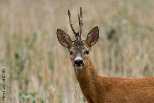 Fototapeta Naklejka Na Ścianę i Meble -  A beautiful roe deer in a golden field of grain in the breeding season