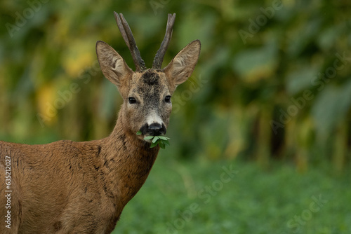 Fototapeta Naklejka Na Ścianę i Meble -  A beautiful roe deer in the green grass in the breeding season